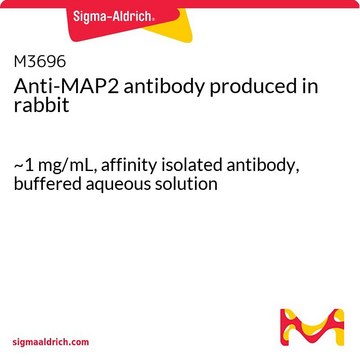 Anti-MAP2 antibody produced in rabbit