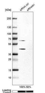 Anti-SKP2 antibody produced in rabbit
