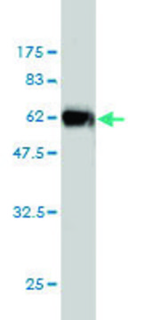 Monoclonal Anti-ICOSLG, (C-terminal) antibody produced