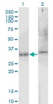 Monoclonal Anti-ATG5, (C-terminal) antibody produced