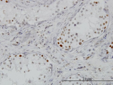 Monoclonal Anti-BRD3, (C-terminal) antibody produced