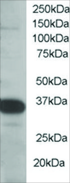 Anti-SMUG1 antibody produced in goat