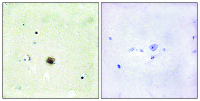 Anti-CRP1 antibody produced in rabbit