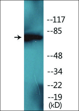 Anti-phospho-PKC ? (pTyr?²) antibody produced