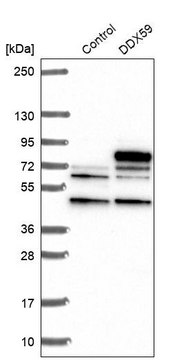Anti-DDX59 antibody produced in rabbit