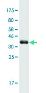 Monoclonal Anti-MAP4K1 antibody produced in