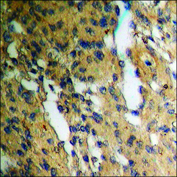 Anti-phospho-Ku70 (pSer?) antibody produced in