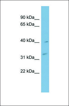 Anti-MYOZ1 antibody produced in rabbit