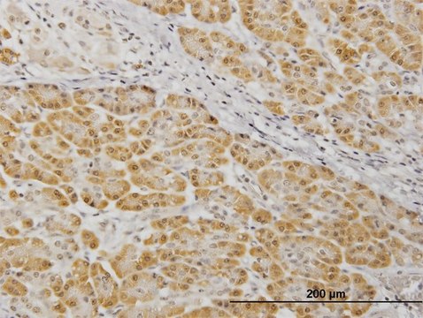 Monoclonal Anti-MAP2K7, (N-terminal) antibody produced
