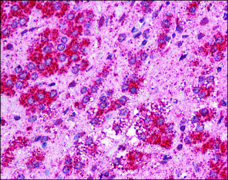 Anti-TMEM33 antibody produced in rabbit
