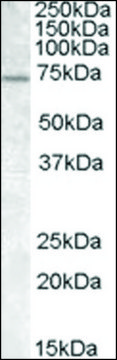 Anti-FMR1 antibody produced in goat