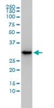 Monoclonal Anti-MASA antibody produced in