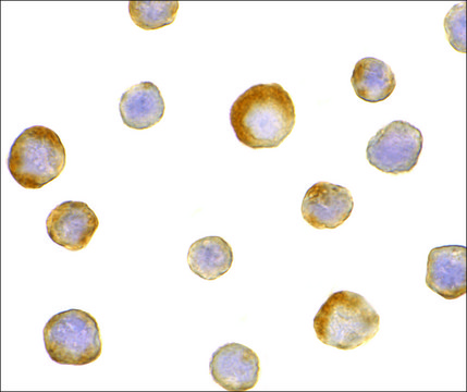 Anti-IKK? antibody produced in rabbit