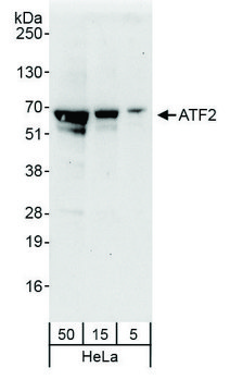 Rabbit anti-ATF2 Antibody, Affinity Purified
