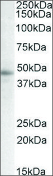 Anti-STAP2 (C-terminal) antibody produced in