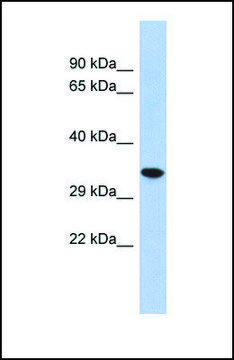 Anti-CREG2, (N-terminal) antibody produced in