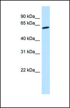 Anti-GPR75 antibody produced in rabbit
