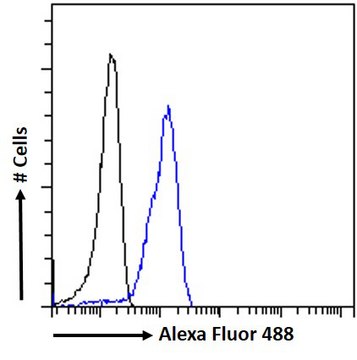 Anti-SAE1/AOS1 antibody produced in goat