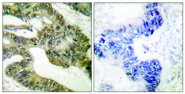 Anti-APC antibody produced in rabbit