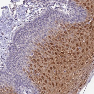 Anti-C19ORF25 antibody produced in rabbit