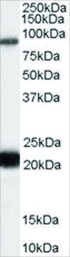 Anti-RASAL antibody produced in goat