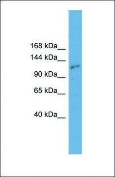 Anti-PLEKHA7 antibody produced in rabbit