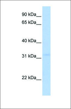 Anti-MTCH2 (ab1) antibody produced in