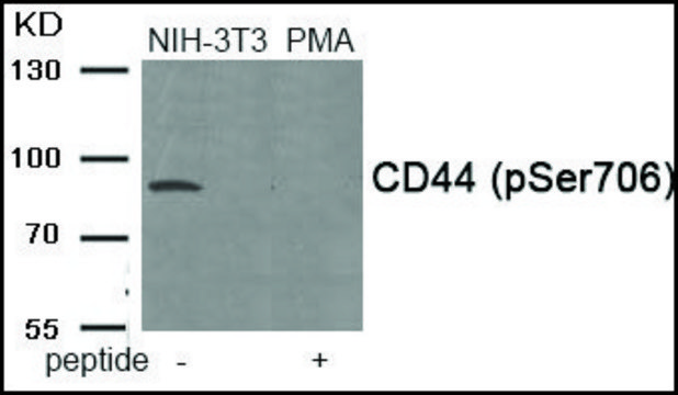 Anti-phospho-CD44 (pSer???) antibody produced in