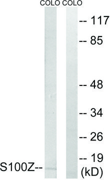 Anti-S100Z antibody produced in rabbit
