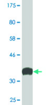 Monoclonal Anti-SYNJ1 antibody produced in