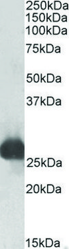 Anti-Gsta3 antibody produced in goat