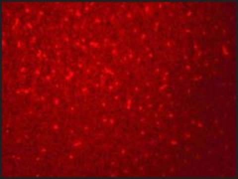 Anti-SIVA1 antibody produced in chicken