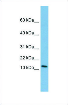 Anti-PYY antibody produced in rabbit