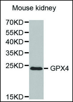 Anti-GPX4 antibody produced in rabbit