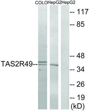 Anti-TAS2R49 antibody produced in rabbit