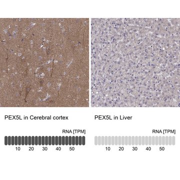 Anti-PEX5L antibody produced in rabbit