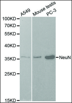 Anti-NeuN antibody produced in rabbit