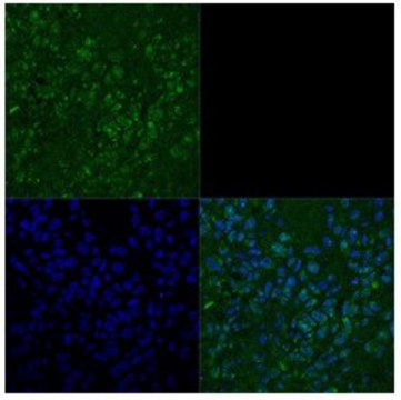 Anti-TBX3 antibody produced in rabbit