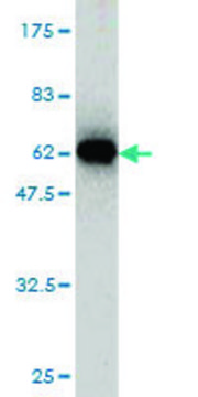 Monoclonal Anti-IMPA1 antibody produced in