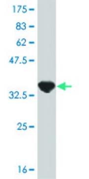 ANTI-PPARBP antibody produced in mouse