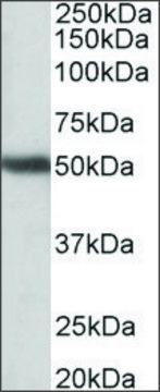 Anti-GPR83 (N-terminal) antibody produced in