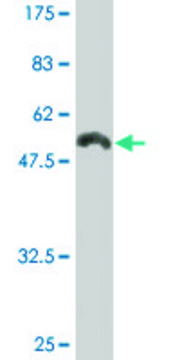 Monoclonal Anti-HLA-DRB4, (C-terminal) antibody produced