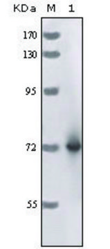 Monoclonal Anti-HRP antibody produced in