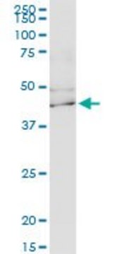 Monoclonal Anti-KCNJ15 antibody produced in