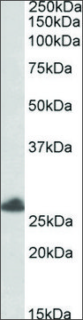 Anti-TRIM40 (C-terminal) antibody produced in