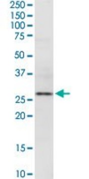 Anti-EXTL2 antibody produced in rabbit