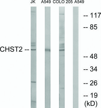 Anti-CHST2 antibody produced in rabbit