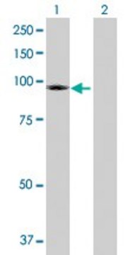 Anti-TRPC4AP antibody produced in rabbit