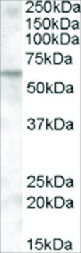 Anti-KPNA6 antibody produced in goat