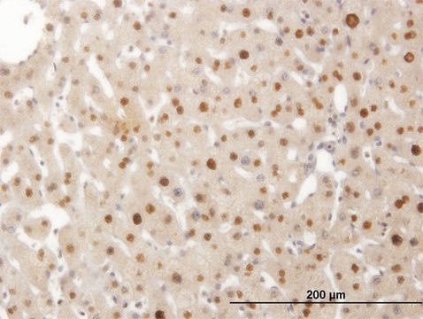 ANTI-SMAD6 antibody produced in mouse